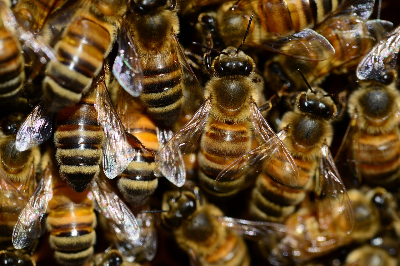 Επικοινωνία  μελισσών  