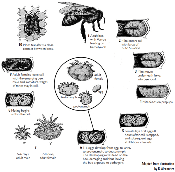 Life cycle varroa