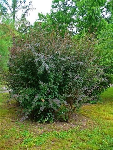 Berberis vulgaris Βερβερίδα η κοινή