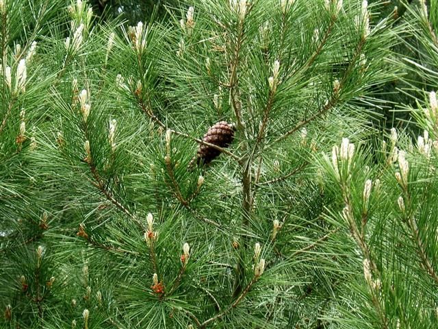 Pinus halepensis Πεύκο